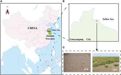 Bacterial community characteristics in the rhizosphere of Suaeda glauca versus bulk soil in coastal silt soil modified by sea-sand and their implications